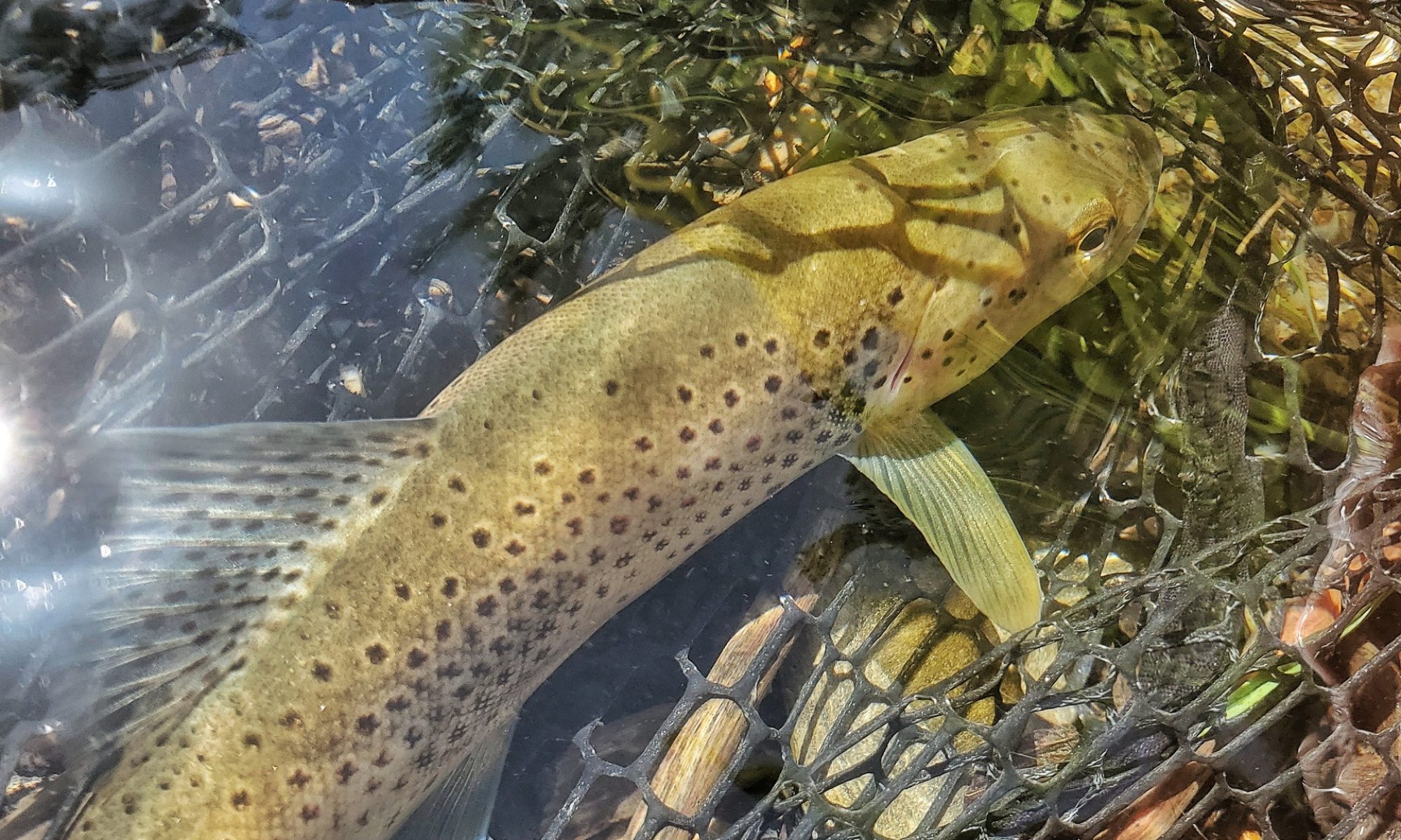 guide pêche toc nymphe aveyron